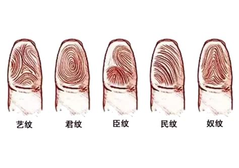 手指纹路|指纹（人手指上的纹路）